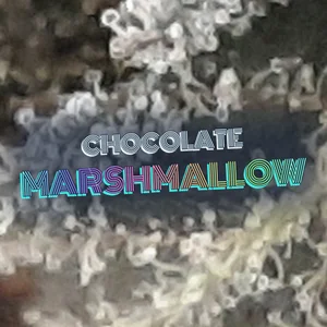 Chocolate Marshmallow Cannabis Strain