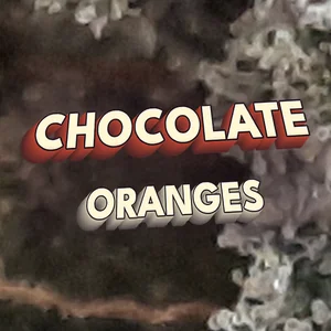 Chocolate Oranges Cannabis Strain