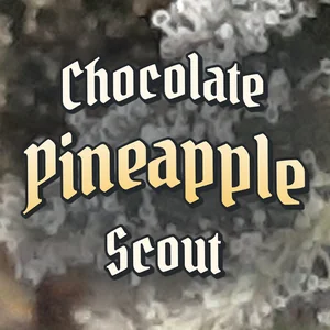 Chocolate Pineapple Scout Cannabis Strain