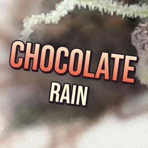 Chocolate Rain Cannabis Strain
