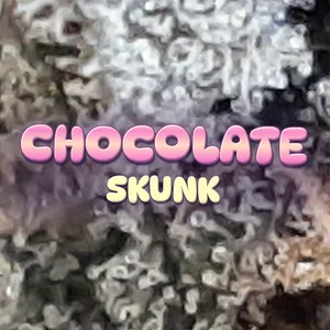 Chocolate Skunk Cannabis Strain