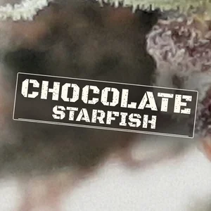 Chocolate Starfish Cannabis Strain
