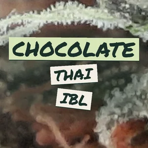 Chocolate Thai IBL Cannabis Strain