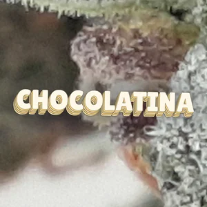 Chocolatina Cannabis Strain