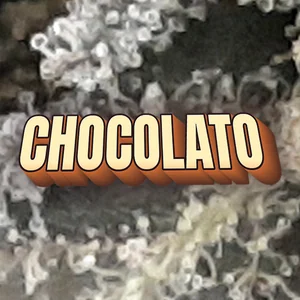 Chocolato Cannabis Strain