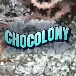 Chocolony Cannabis Strain