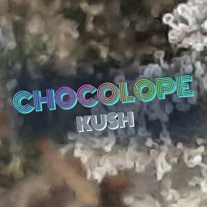 Chocolope Kush Cannabis Strain