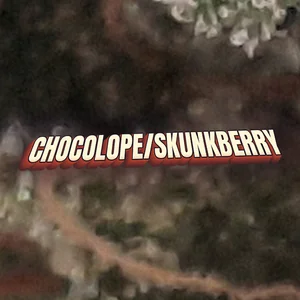 Chocolope/Skunkberry Cannabis Strain