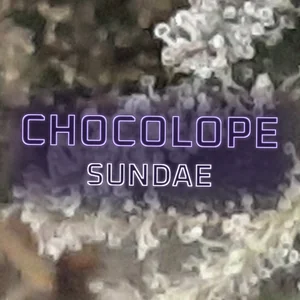 Chocolope Sundae Cannabis Strain