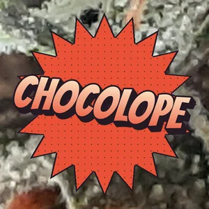 Chocolope Cannabis Strain