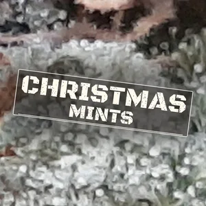 Christmas Mints Cannabis Strain