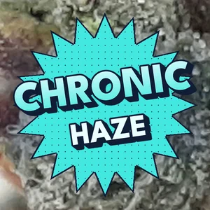 Chronic Haze Cannabis Strain
