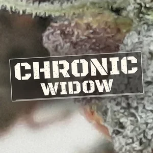 Chronic Widow Cannabis Strain