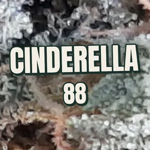 Cinderella 88 Cannabis Strain