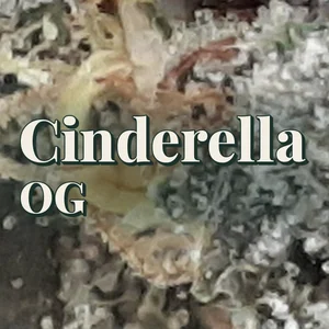 Cinderella OG Cannabis Strain