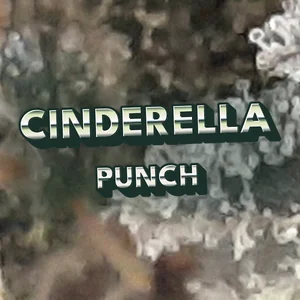 Cinderella Punch Cannabis Strain