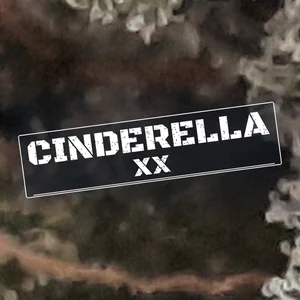Cinderella XX Cannabis Strain