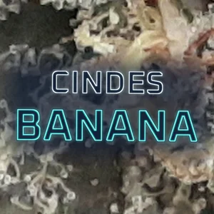 Cindes Banana Cannabis Strain