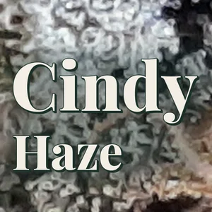 Cindy Haze Cannabis Strain