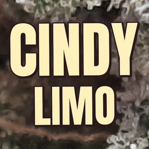 Cindy Limo Cannabis Strain