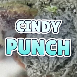 Cindy Punch Cannabis Strain