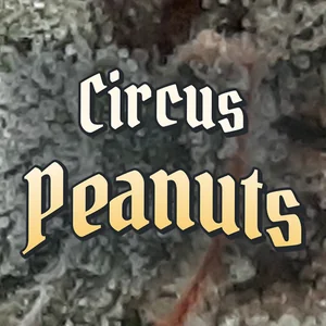 Circus Peanuts Cannabis Strain
