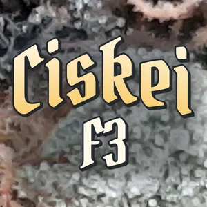 Ciskei F3 Cannabis Strain