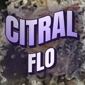 Citral Flo Cannabis Strain