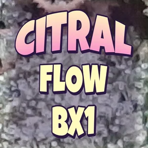 Citral Flow Bx1 Cannabis Strain