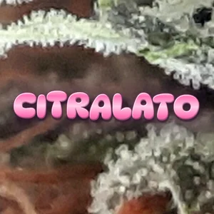 Citralato Cannabis Strain