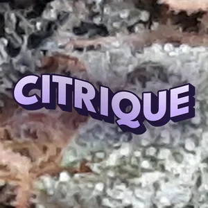 Citrique Cannabis Strain