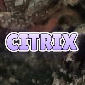 Citrix Cannabis Strain