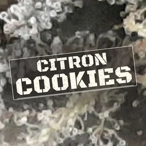 Citron Cookies Cannabis Strain