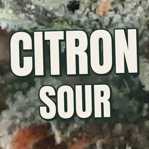 Citron Sour Cannabis Strain