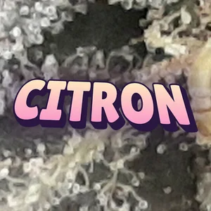 Citron Cannabis Strain