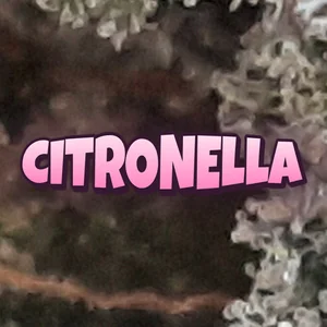 Citronella Cannabis Strain