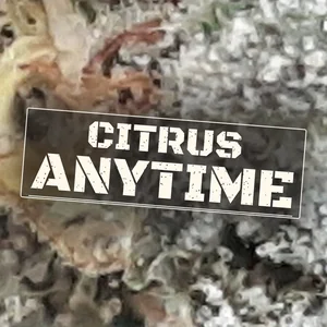 Citrus Anytime Cannabis Strain