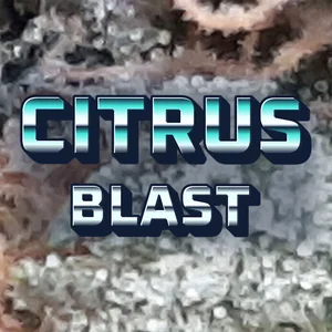 Citrus Blast Cannabis Strain