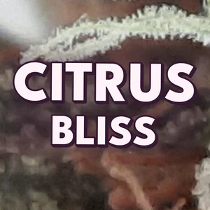 Citrus Bliss Cannabis Strain