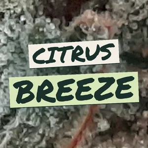 Citrus Breeze Cannabis Strain
