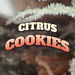 Citrus Cookies Cannabis Strain