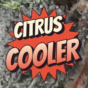 Citrus Cooler Cannabis Strain