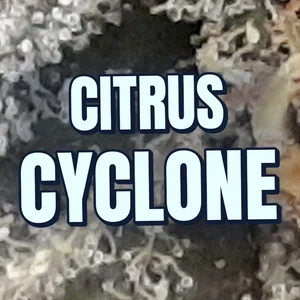 Citrus Cyclone Cannabis Strain