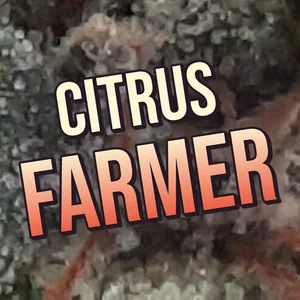 Citrus Farmer Cannabis Strain