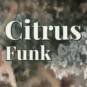 Citrus Funk Cannabis Strain
