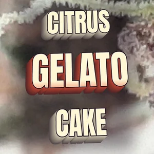 Citrus Gelato Cake Cannabis Strain