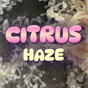 Citrus Haze Cannabis Strain