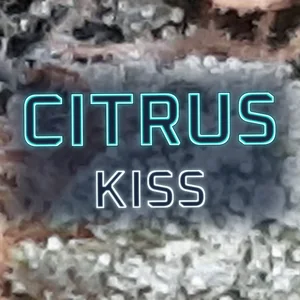 Citrus Kiss Cannabis Strain