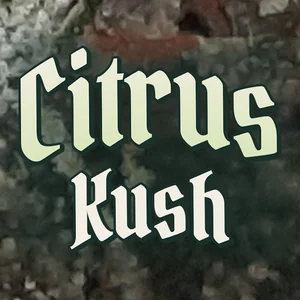 Citrus Kush Cannabis Strain