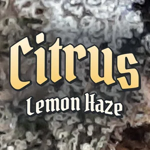 Citrus Lemon Haze Cannabis Strain
